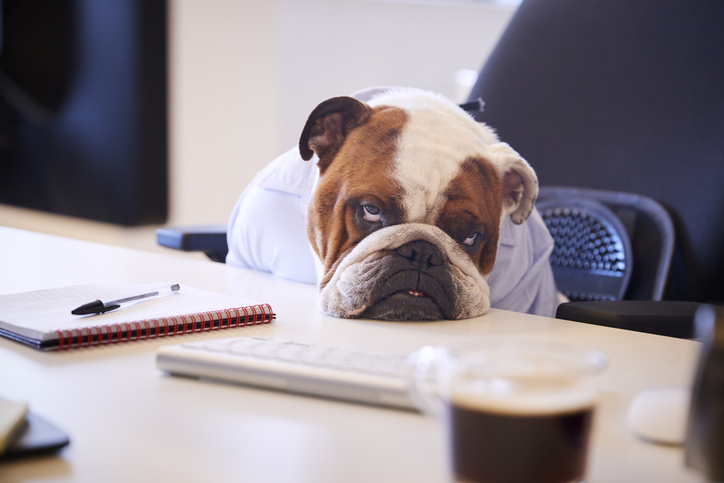 Hunde im Büro beschäftigen